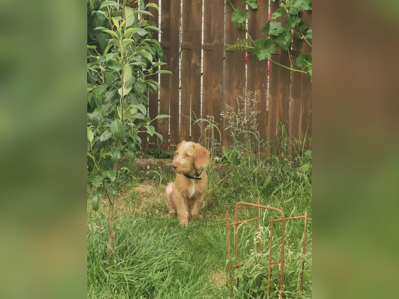 Vizsla Drahthaar (in RLP auf PS) Junghund sucht ein Zuhause.