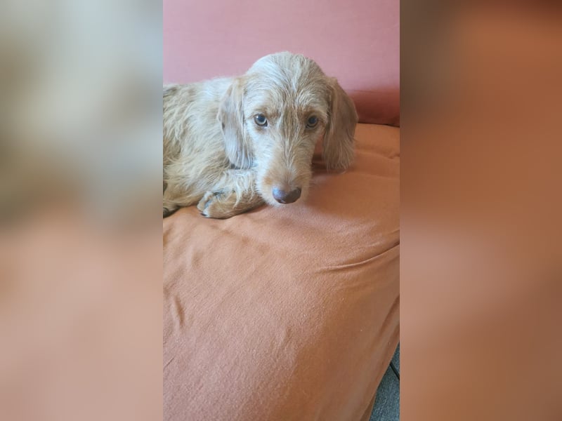 Vizsla Drahthaar (in RLP auf PS) Junghund sucht ein Zuhause.