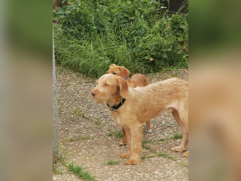 Vizsla Drahthaar (in RLP auf PS) Junghund sucht ein Zuhause.