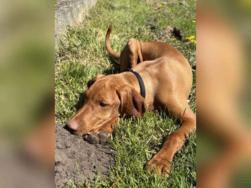 Magyar Vizla Junghündin