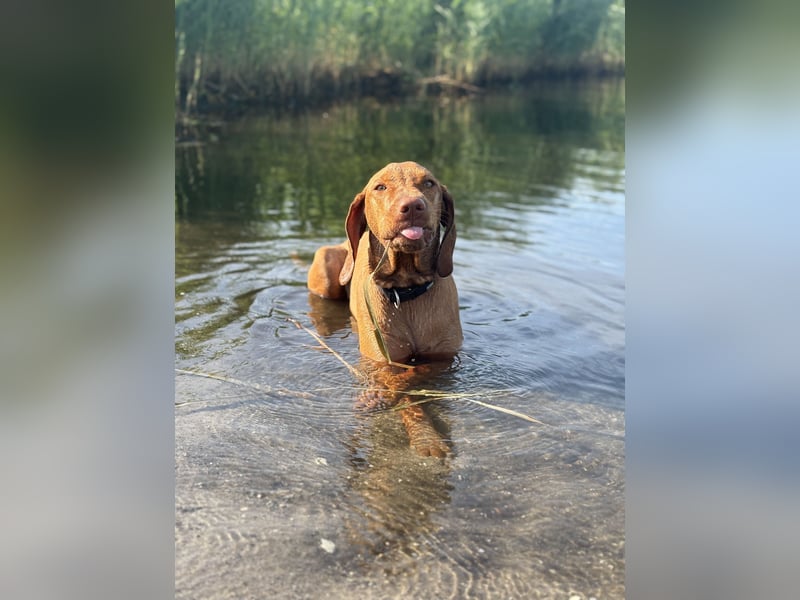 Magyar Vizla Junghündin