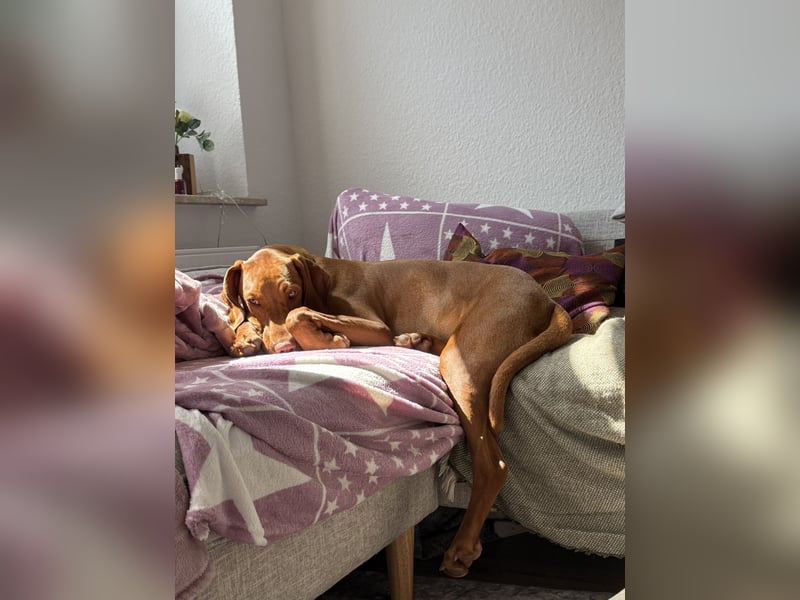 Magyar Vizla Junghündin