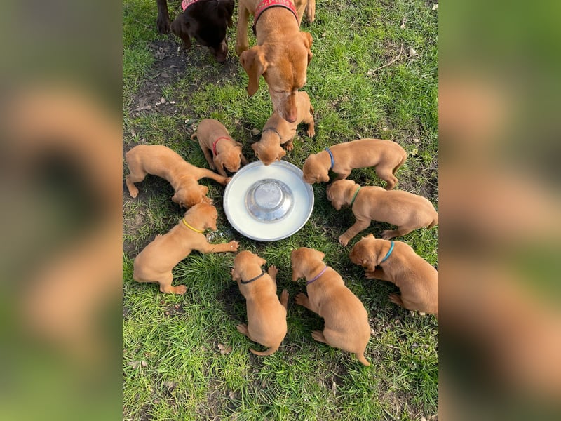 Magyar Vizsla Welpe (Rüde) vom Schledenhof zu vermitteln