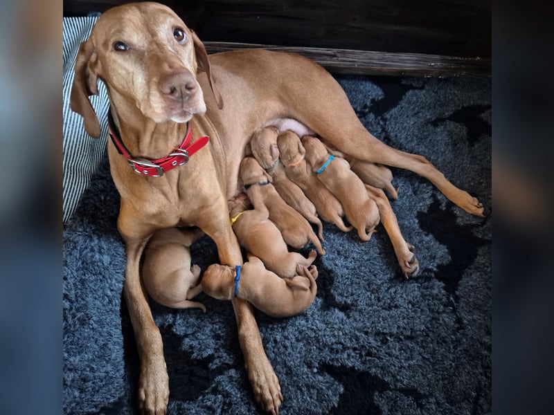 Magyar Vizsla Welpe (Rüde) vom Schledenhof zu vermitteln