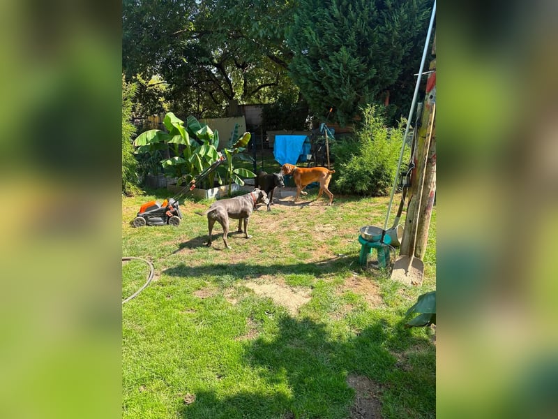 Vizsla Rüde Joschi sucht ..