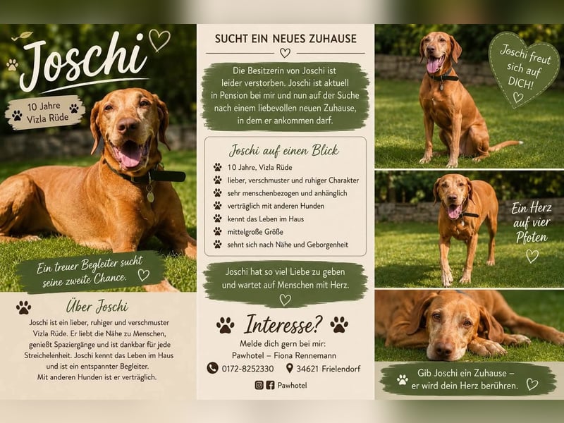 Vizsla Rüde Joschi sucht ..