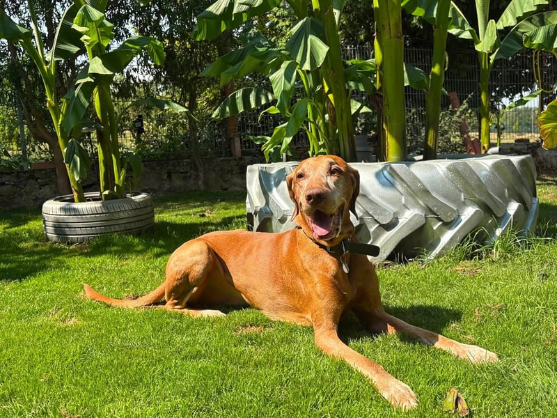 Vizsla Rüde Joschi sucht ..