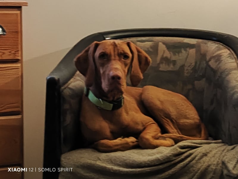 Magyar Vizsla Hündin sucht neuen Wirkungskreis