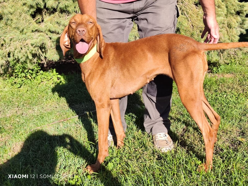 Magyar Vizsla Hündin sucht neuen Wirkungskreis