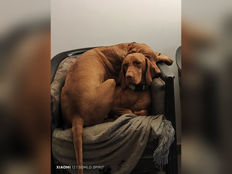 Magyar Vizsla Hündin sucht neuen Wirkungskreis