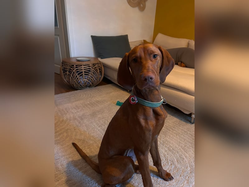 Magyar Vizsla Rüde 7 Monate alt mit Papieren