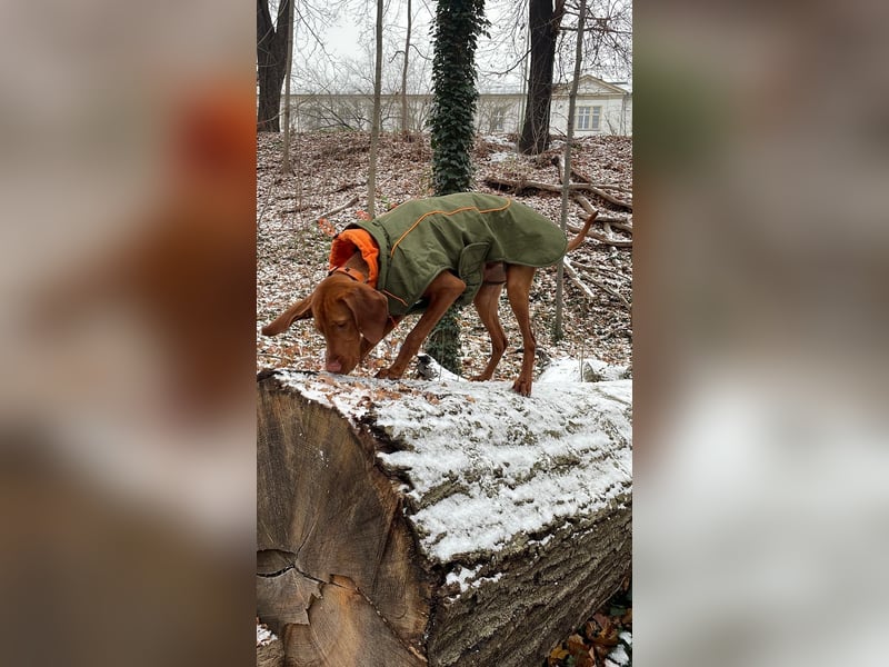 Magyar Vizsla Rüde 7 Monate alt mit Papieren