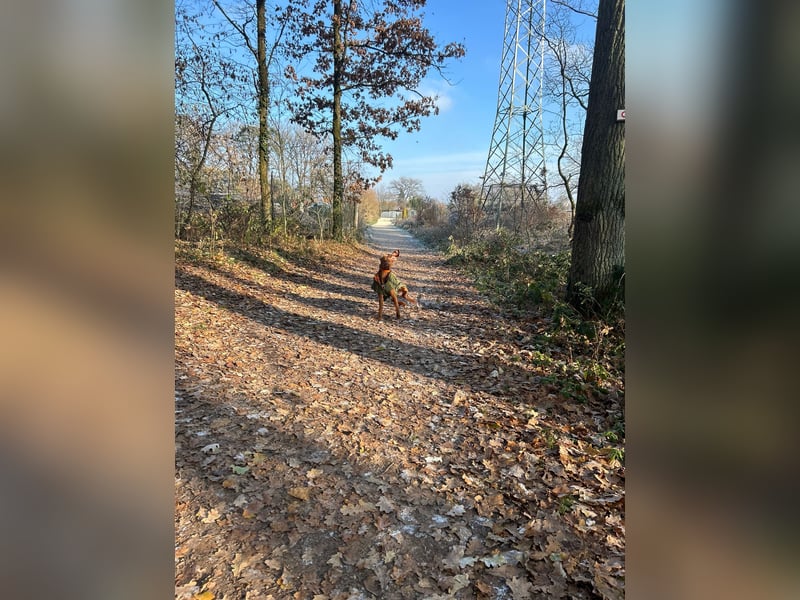Magyar Vizsla Rüde 7 Monate alt mit Papieren