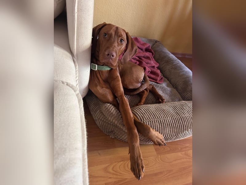 Magyar Vizsla Rüde 7 Monate alt mit Papieren