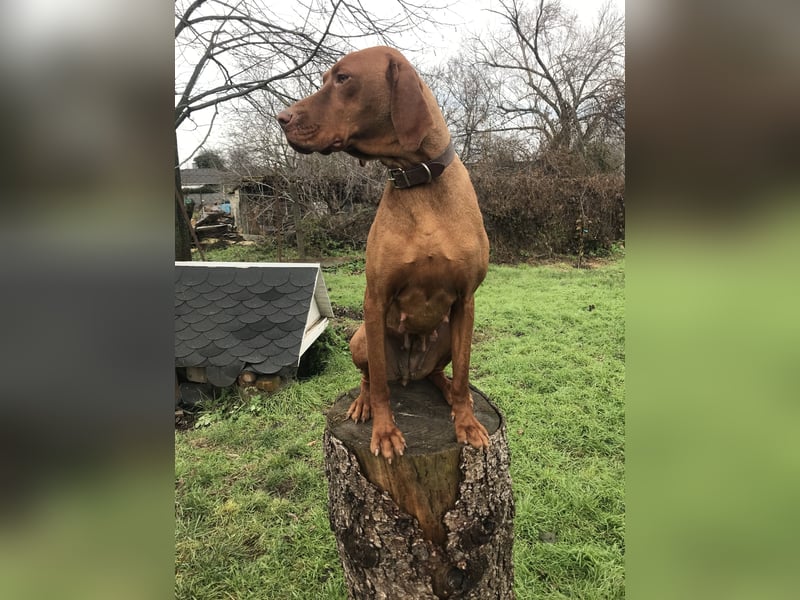 Magyar Vizsla Hündin mit Ahnentafel