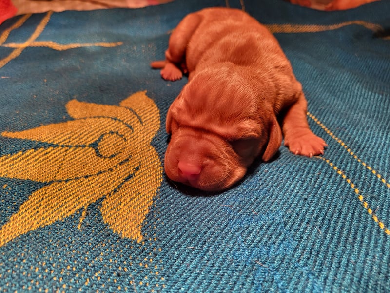 Magyar Vizsla FCI