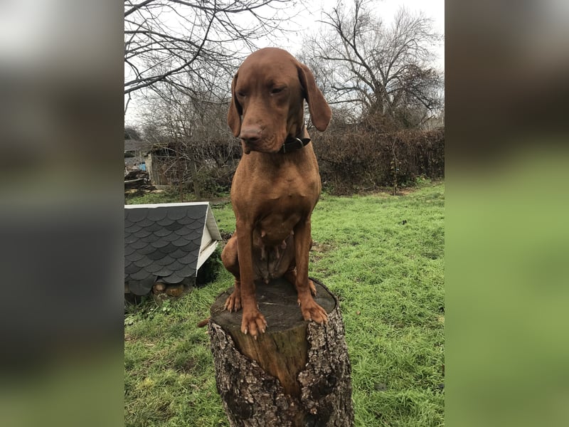 Magyar Vizsla Hündin mit Ahnentafel