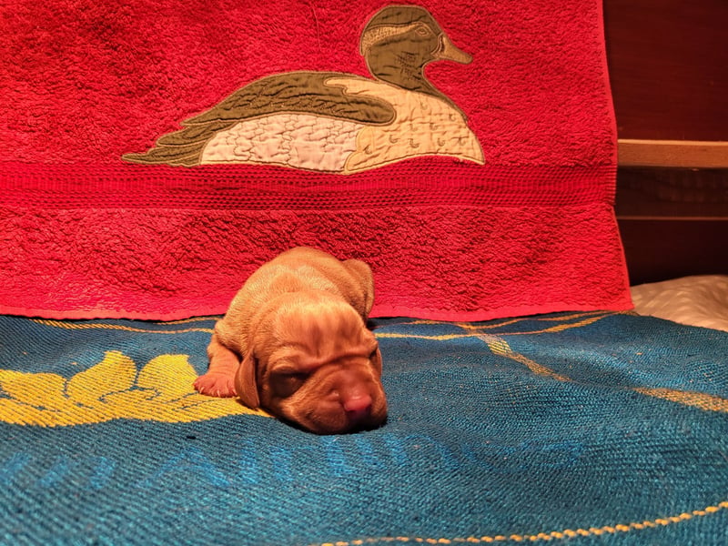 Magyar Vizsla FCI