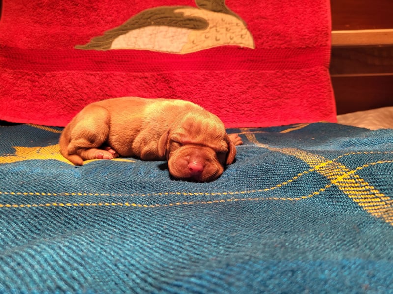 Magyar Vizsla FCI