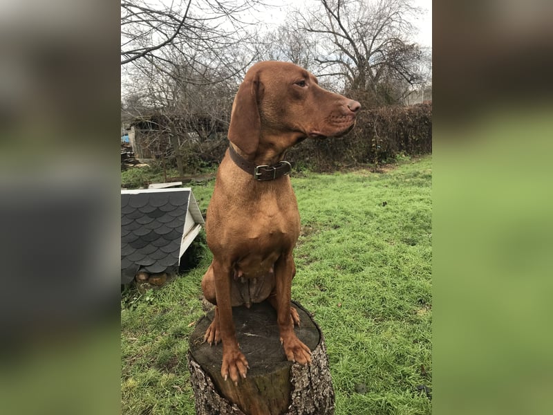 Magyar Vizsla Hündin mit Ahnentafel