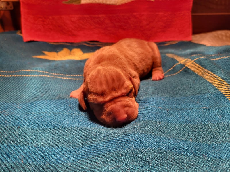 Magyar Vizsla FCI