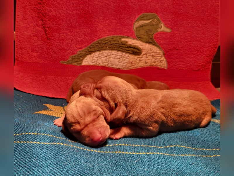 Magyar Vizsla FCI