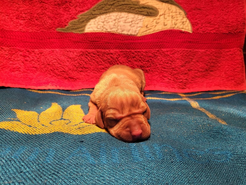 Magyar Vizsla FCI