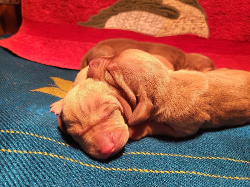 Magyar Vizsla FCI
