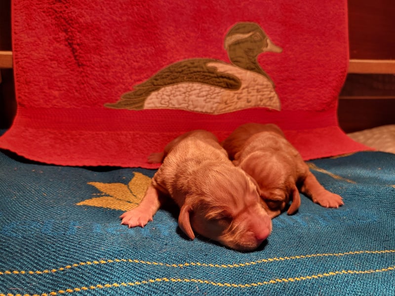 Magyar Vizsla FCI