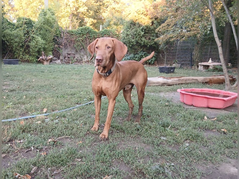 Magyar Vizsla FCI