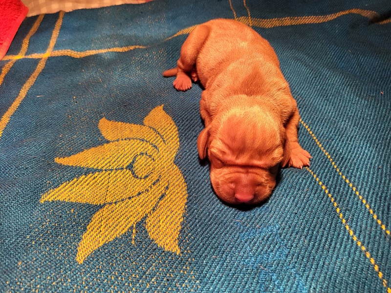 Magyar Vizsla FCI