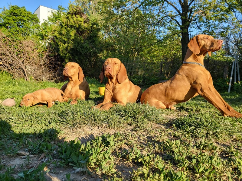 Magyar Vizsla Welpe