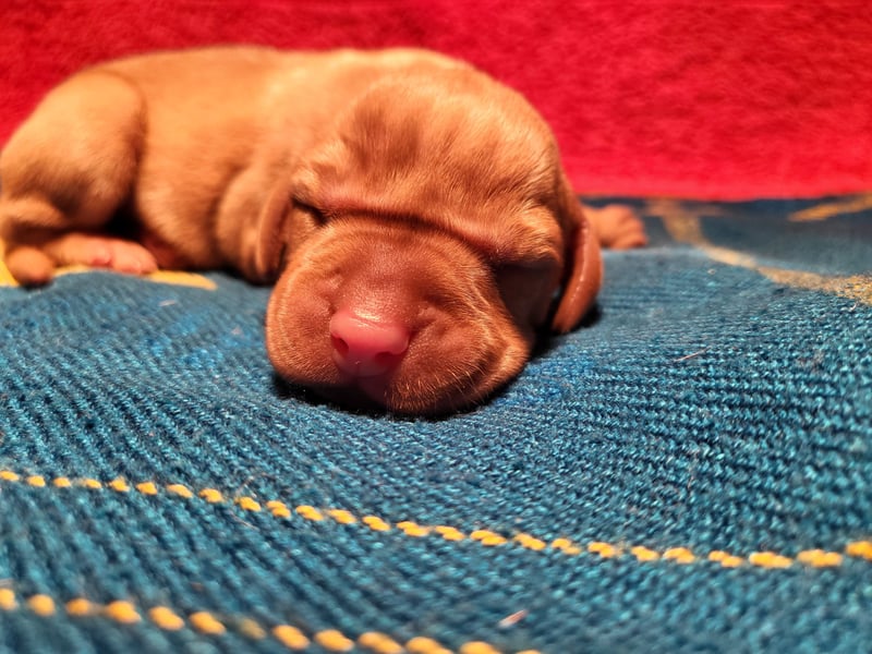 Magyar Vizsla FCI