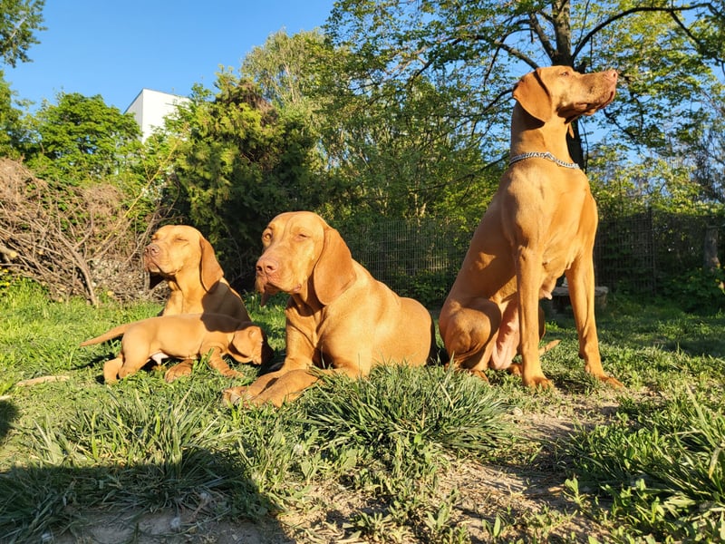 Magyar Vizsla Welpe