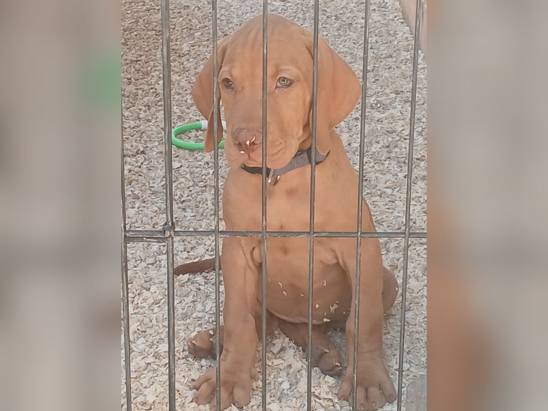 Ungarische Vizsla-Welpen mit Stammbaum