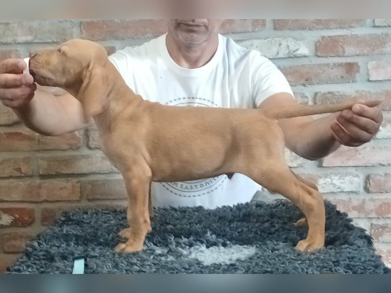 Ungarische Vizsla-Welpen mit Stammbaum