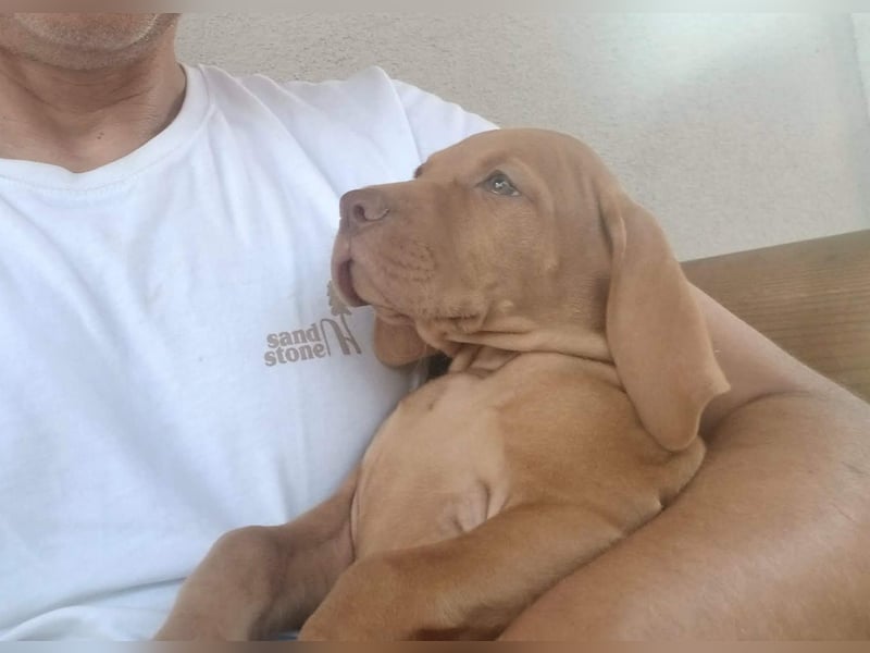 Ungarische Vizsla-Welpen mit Stammbaum