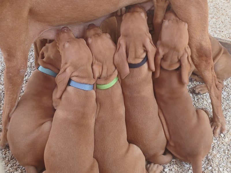 Ungarische Vizsla-Welpen mit Stammbaum