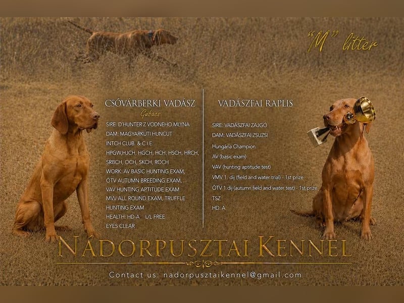 Ungarische Vizsla-Welpen mit Stammbaum