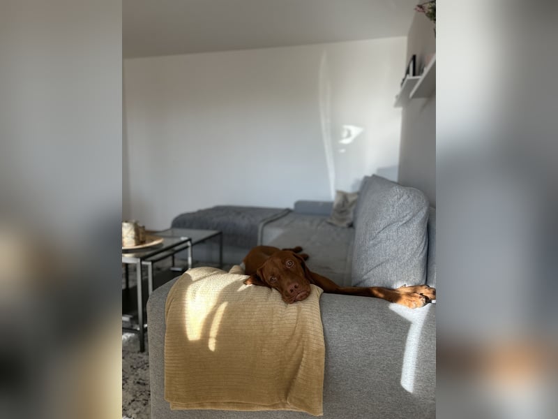 Liebevolles Zuhause für Berta gesucht – Magyar Vizsla Hündin (1,5 Jahre)