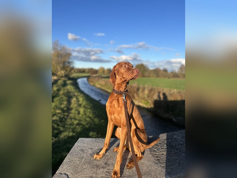 Liebevolles Zuhause für Berta gesucht – Magyar Vizsla Hündin (1,5 Jahre)