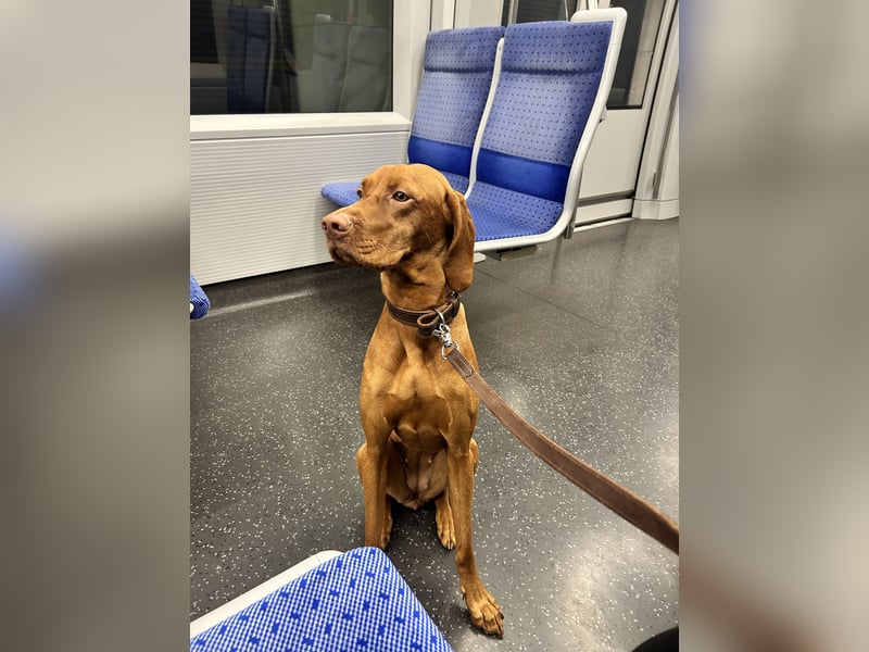 Liebevolles Zuhause für Berta gesucht – Magyar Vizsla Hündin (1,5 Jahre)