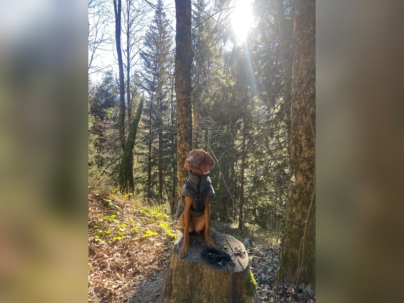 Liebevolles Zuhause für Berta gesucht – Magyar Vizsla Hündin (1,5 Jahre)