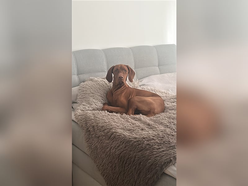 Liebevolles Zuhause für Berta gesucht – Magyar Vizsla Hündin (1,5 Jahre)