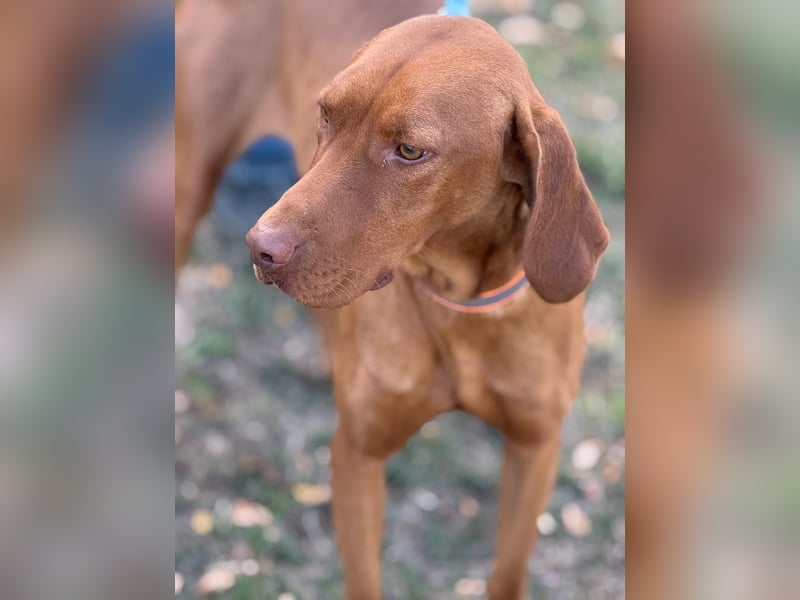 Ari - Magyar Vizsla