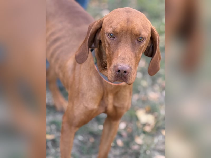 Ari - Magyar Vizsla