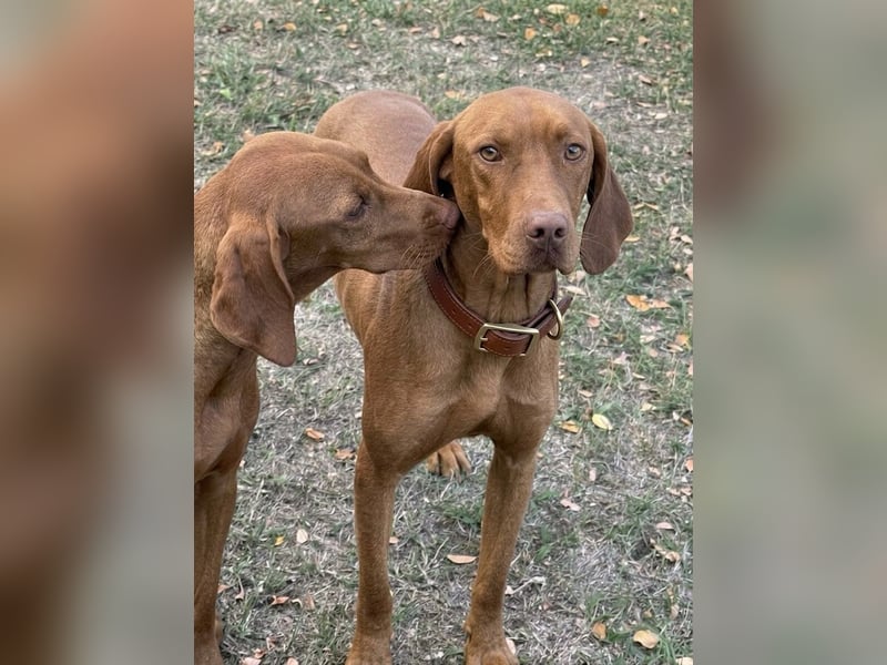 Ari - Magyar Vizsla