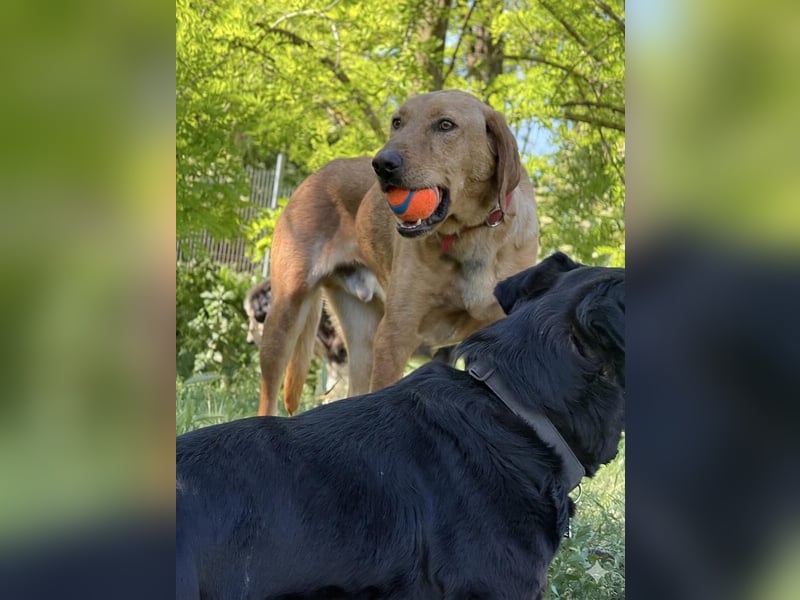 Ich heiße Vili, Magyar Vizsla-Mix