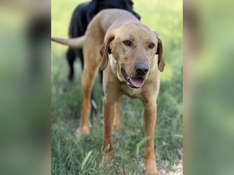 Ich heiße Vili, Magyar Vizsla-Mix