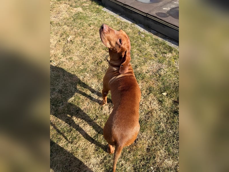 Rico ist in 15569 Woltersdorf/bei Berlin